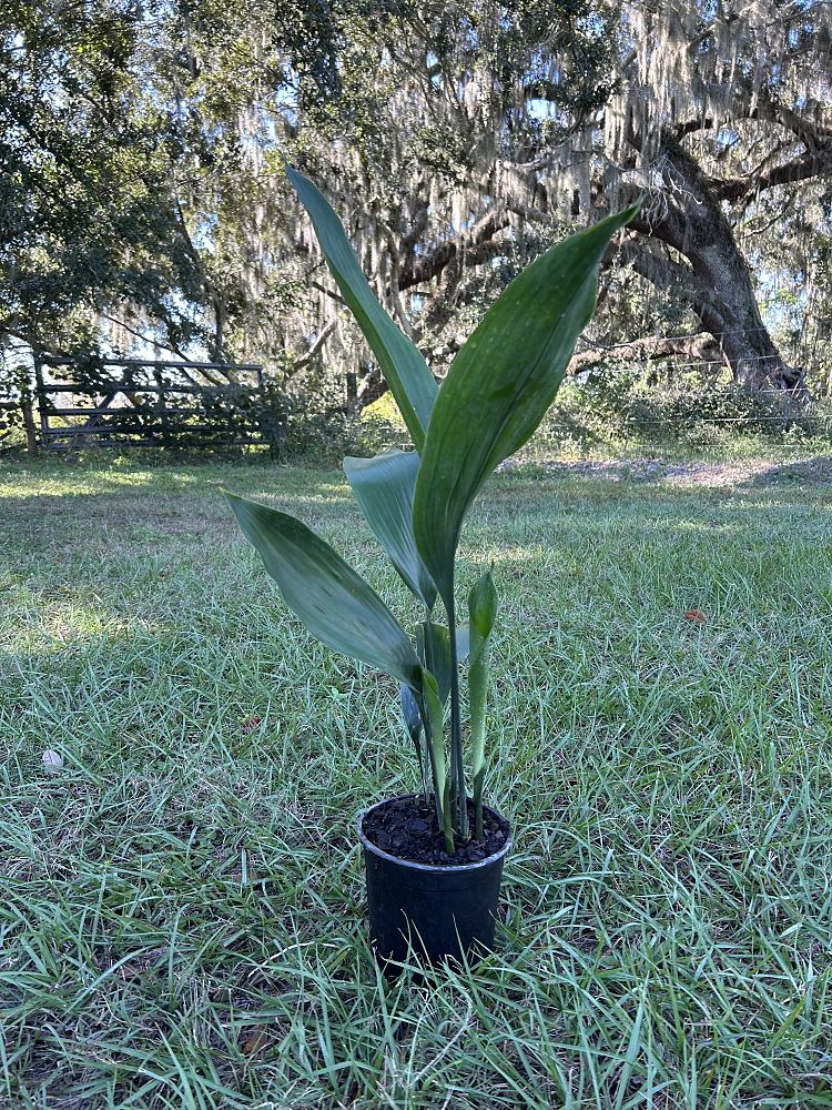 aspidistra-elatior-cast-iron-plant