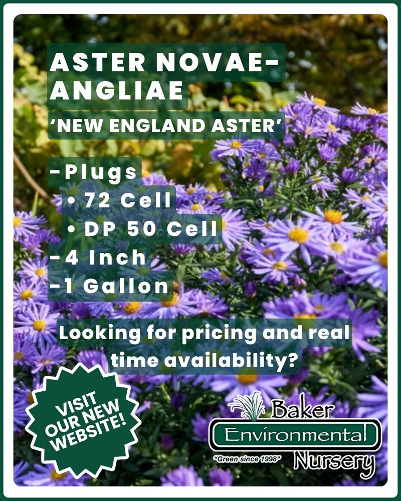 aster-novae-angliae-new-england-aster