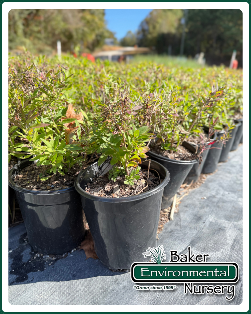 aster-novae-angliae-new-england-aster