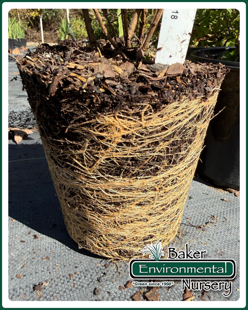 aster-novae-angliae-new-england-aster