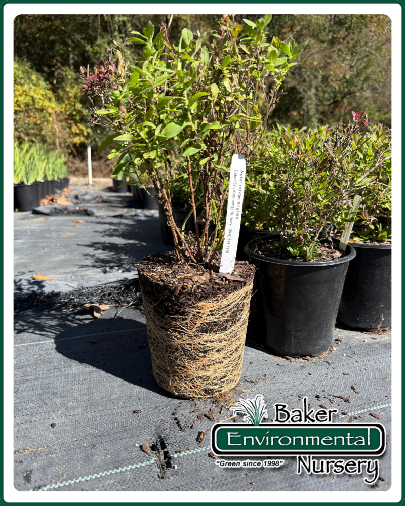 aster-novae-angliae-new-england-aster