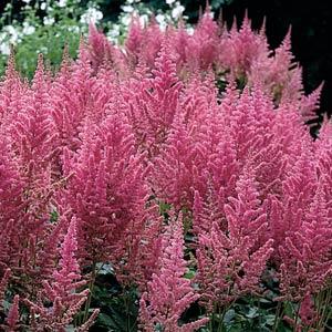 astilbe-chinensis-visions-in-pink-chinese-false-spirea