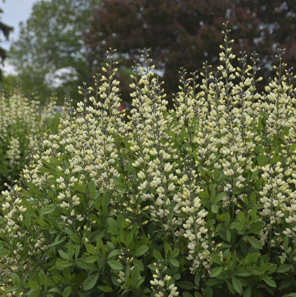 baptisia-decadence-vanilla-cream-false-indigo