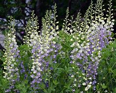 baptisia-lunar-eclipse-prairieblues-false-indigo-wild-indigo