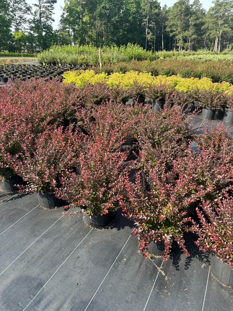 berberis-thunbergii-crimson-pygmy-japanese-barberry