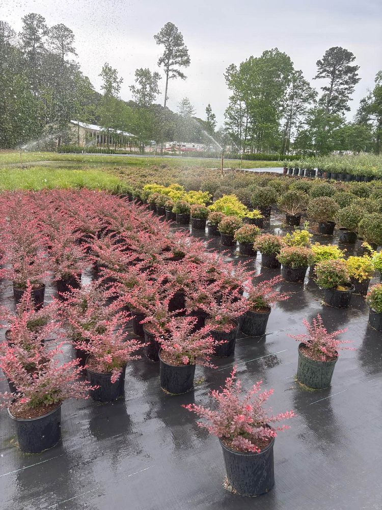 berberis-thunbergii-crimson-pygmy-japanese-barberry