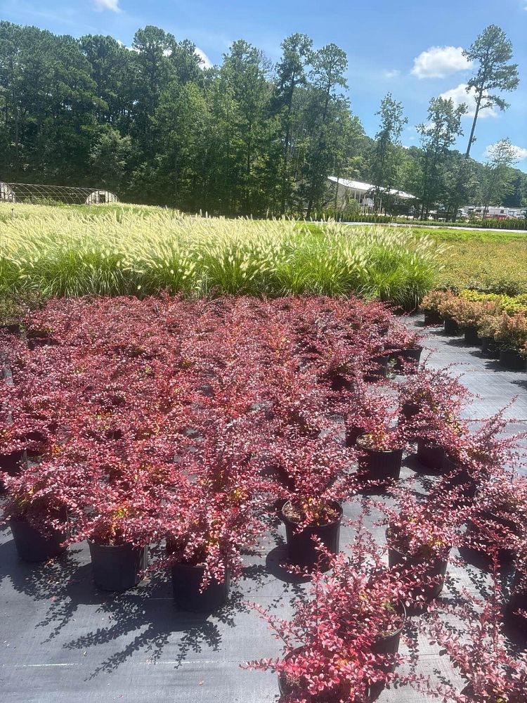 berberis-thunbergii-crimson-pygmy-japanese-barberry