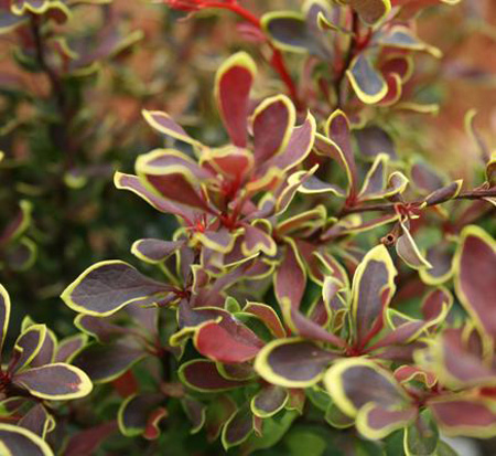 berberis-thunbergii-golden-ruby-japanese-barberry-goruzam