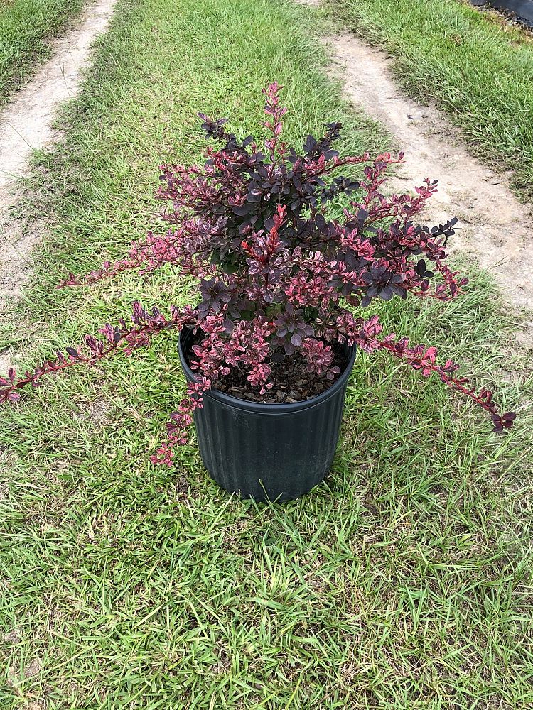 berberis-thunbergii-rose-glow-japanese-barberry-rosey-glow-rosy-glow