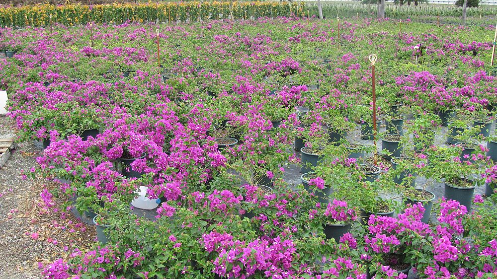 bougainvillea