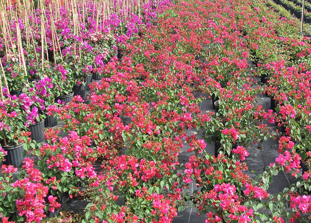 bougainvillea