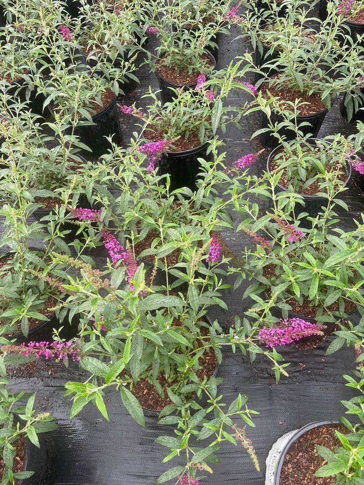 buddleia-butterfly-bush