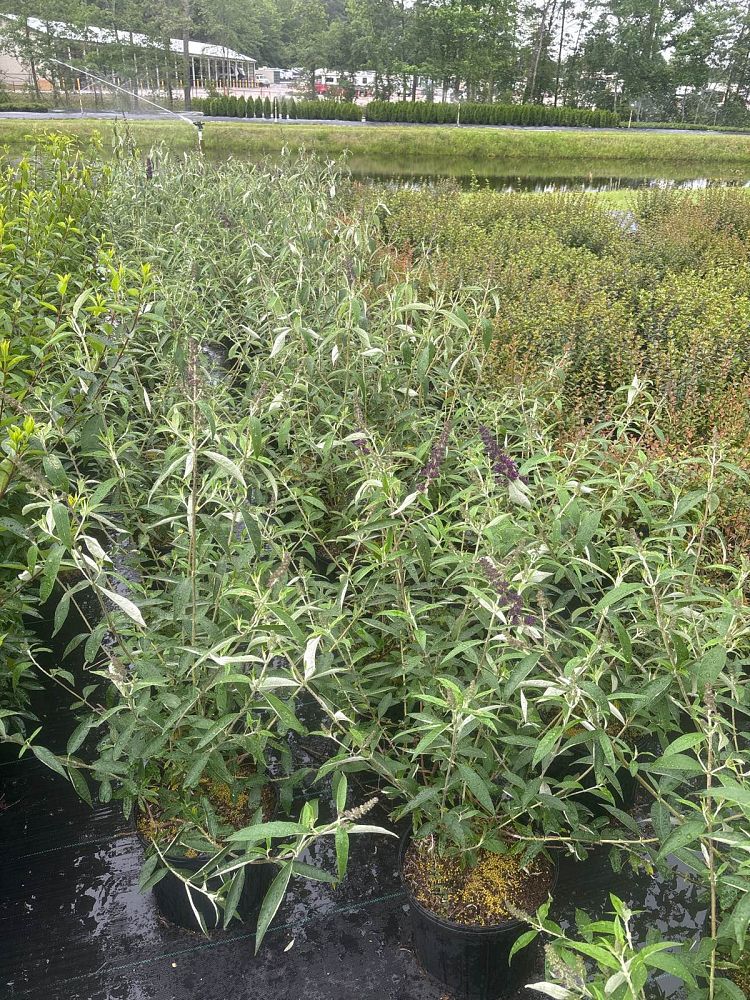 buddleia-davidii-black-knight-butterfly-bush