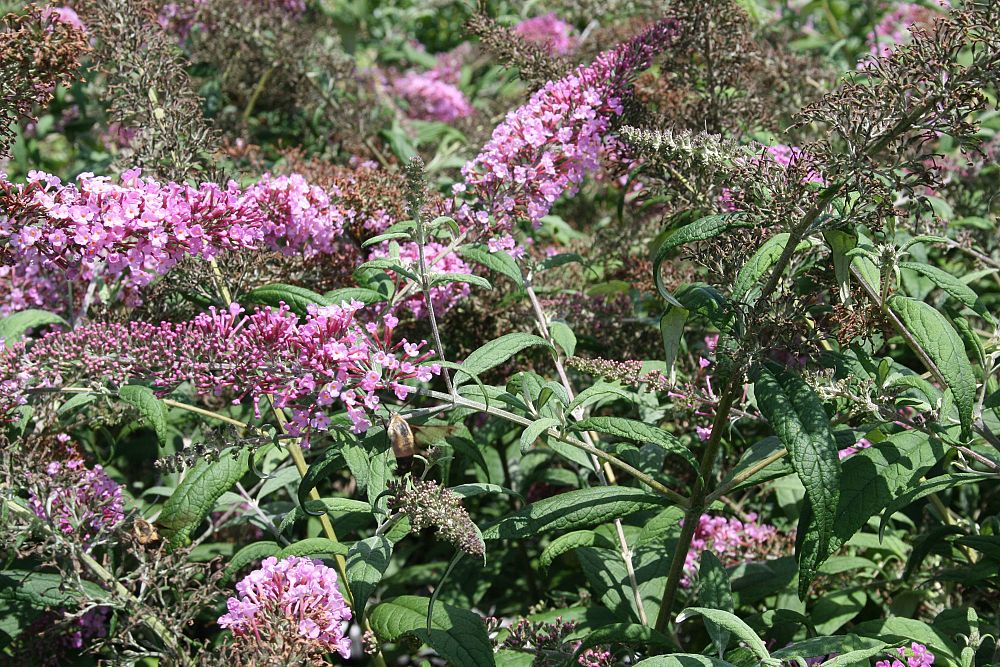 buddleia-davidii-charming-pink-butterfly-bush