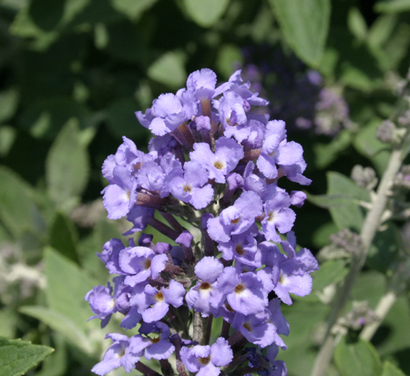 buddleia-davidii-flutterby-blue-heaven-butterfly-bush