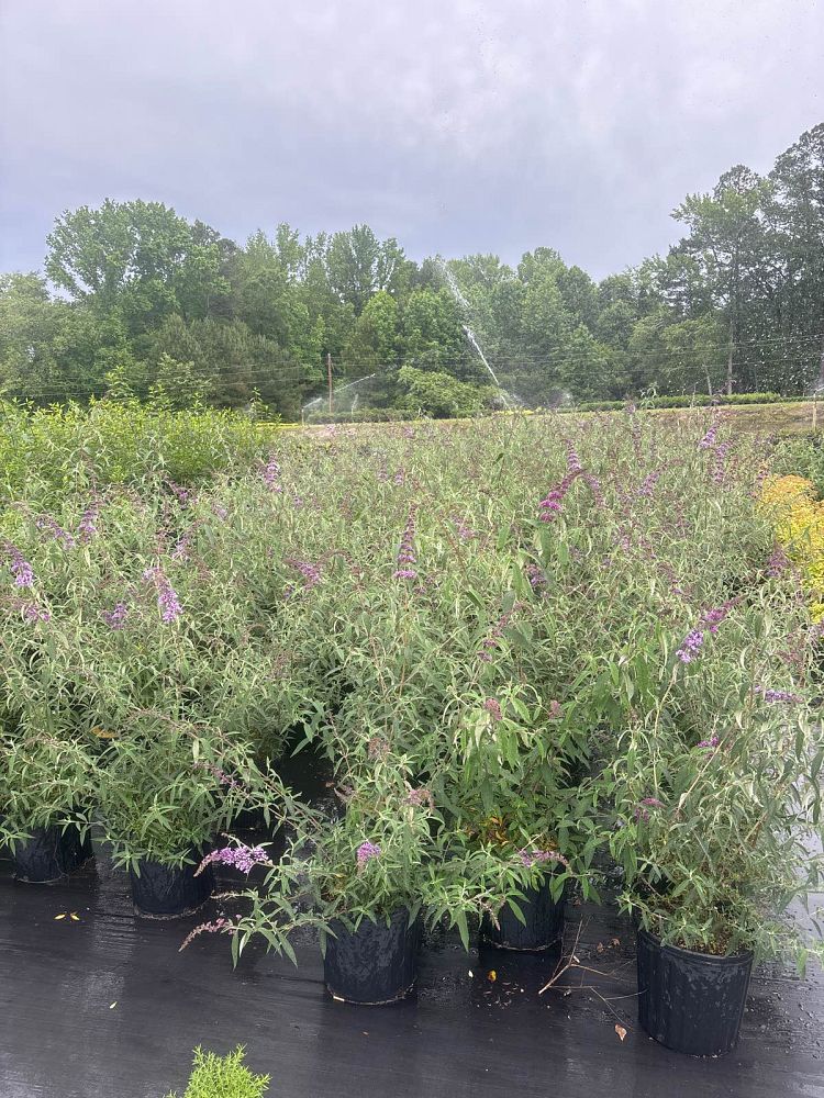 buddleia-davidii-nanho-blue-butterfly-bush-petite-indigo