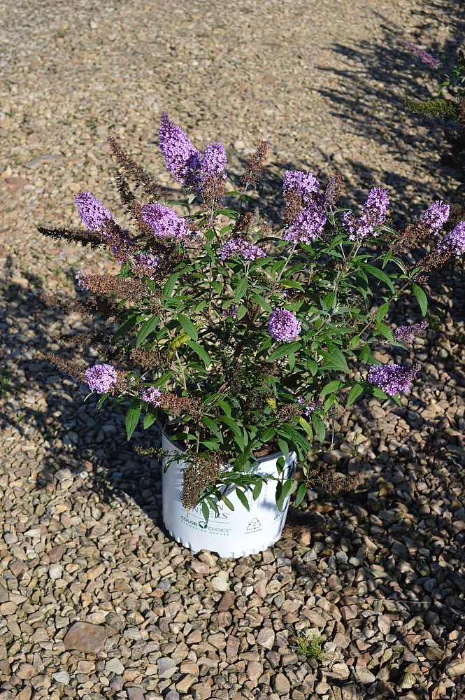 buddleia-davidii-purple-emperor-butterfly-bush