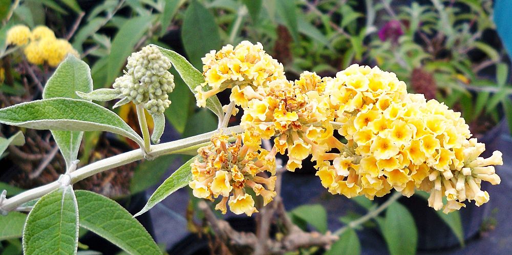 buddleia-weyeriana-honeycomb-butterfly-bush