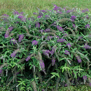 buddleia-x-purple-haze-lo-behold-reg-purple-haze-butterfly-bush