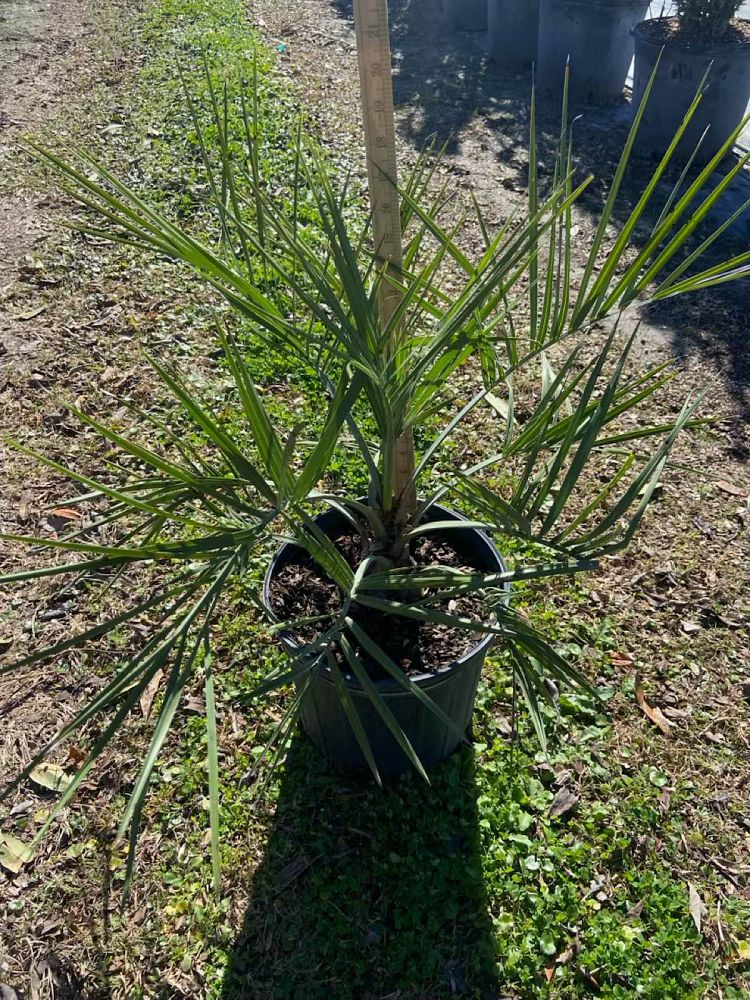 butia-capitata-cocos-australis-pindo-palm-jelly-palm