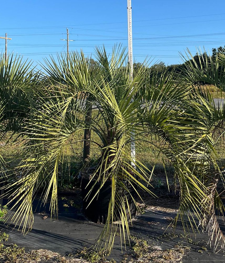 butia-capitata-cocos-australis-pindo-palm-jelly-palm