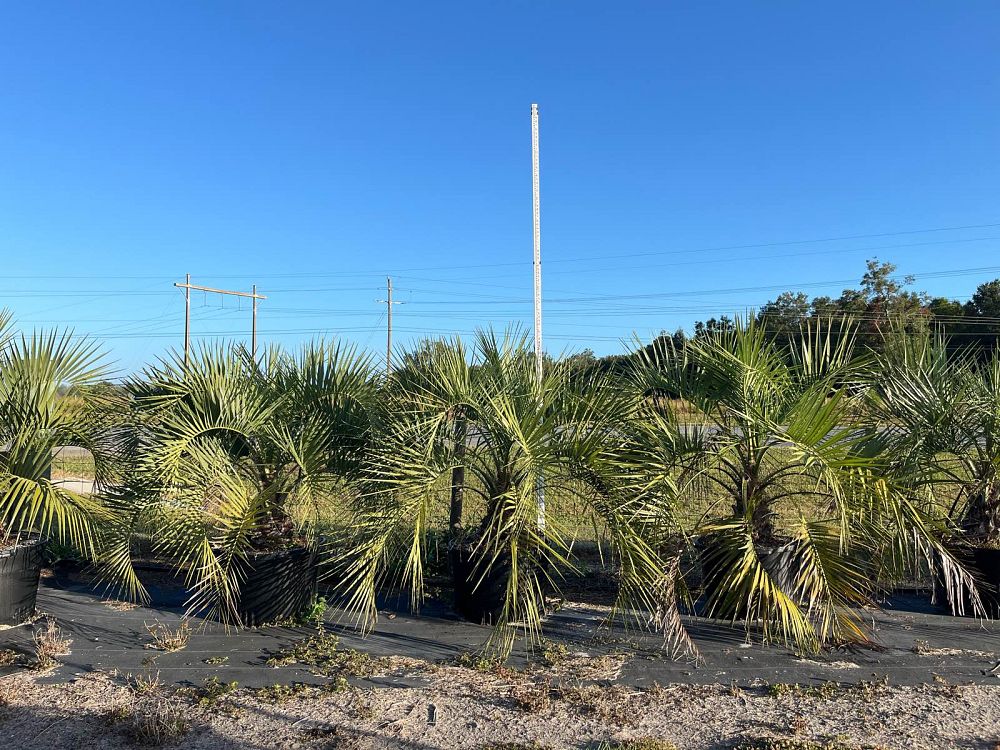 butia-capitata-cocos-australis-pindo-palm-jelly-palm