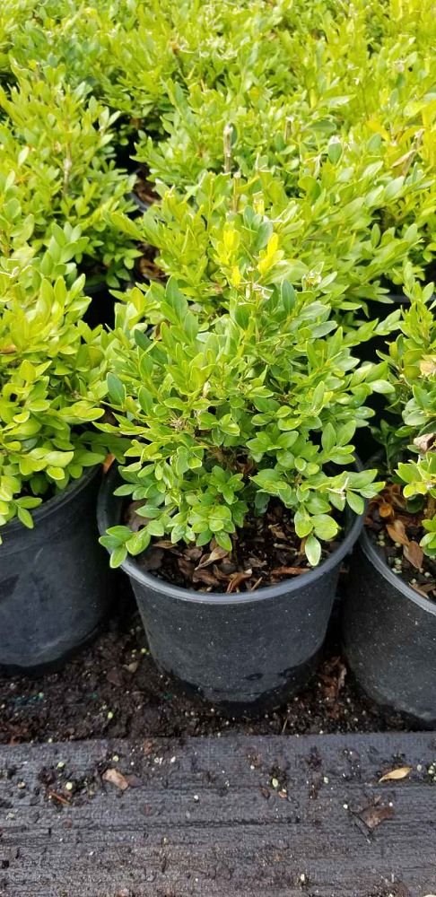 buxus-microphylla-green-velvet-littleleaf-boxwood