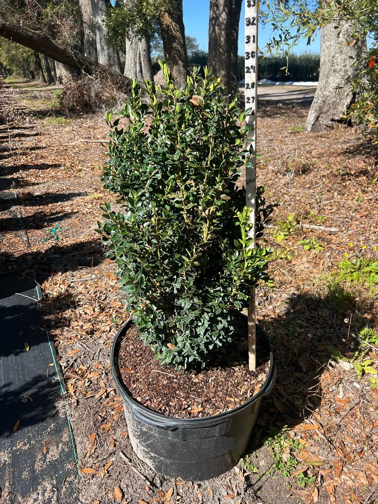 buxus-microphylla-green-velvet-littleleaf-boxwood