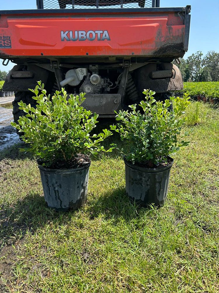 buxus-microphylla-japonica-japanese-boxwood