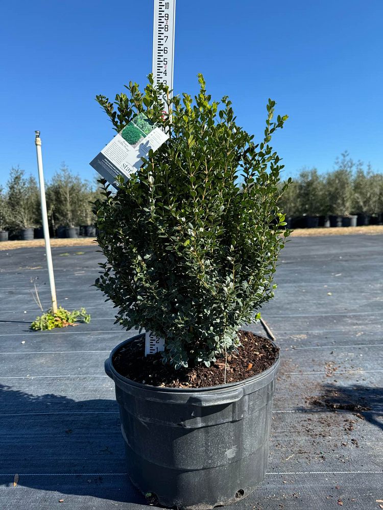 buxus-microphylla-little-missy-little-missy-boxwood