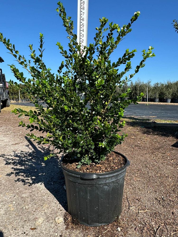 buxus-microphylla-wintergreen-littleleaf-boxwood