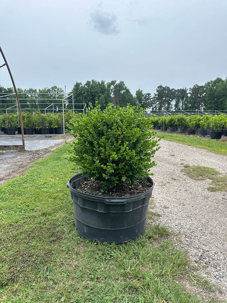 buxus-microphylla-wintergreen-littleleaf-boxwood