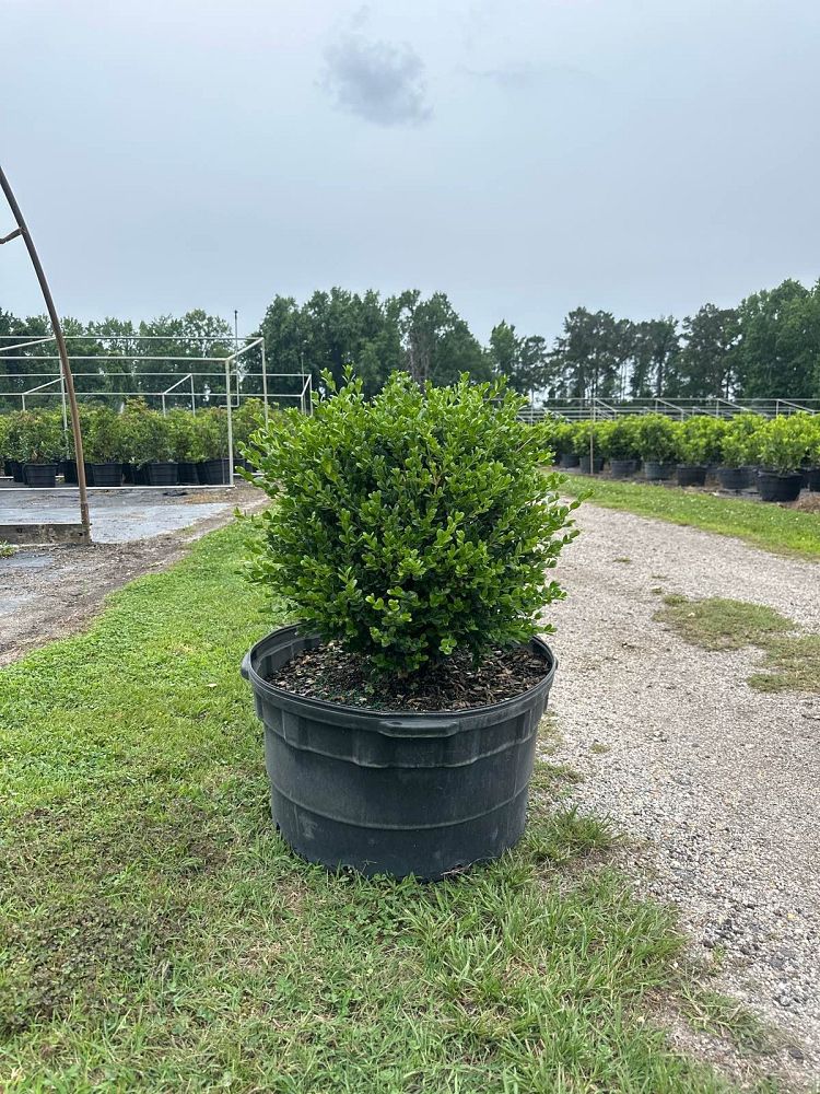 buxus-microphylla-wintergreen-littleleaf-boxwood