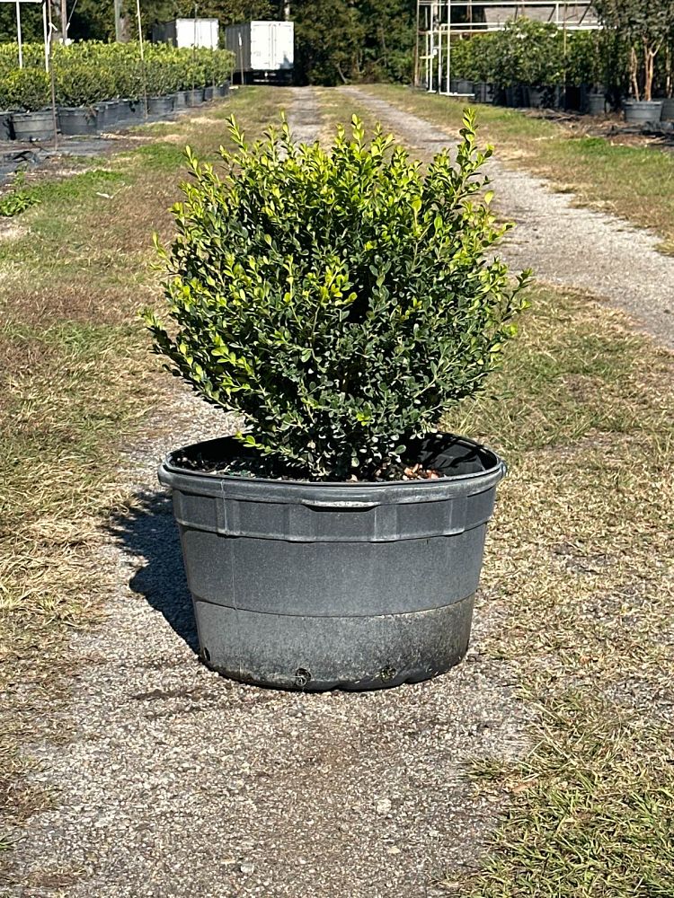 buxus-microphylla-wintergreen-littleleaf-boxwood