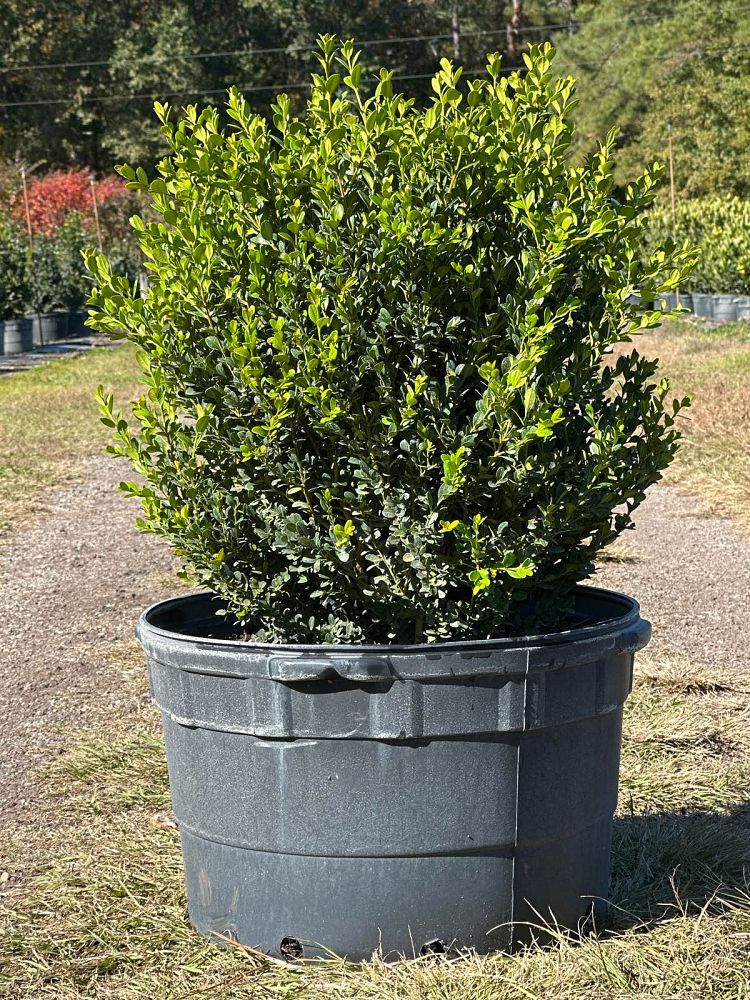 buxus-microphylla-wintergreen-littleleaf-boxwood