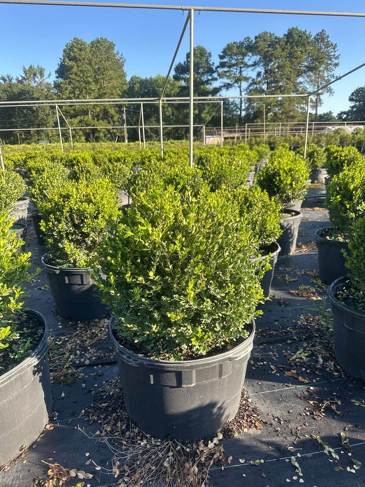 buxus-microphylla-wintergreen-topiary-sphere-globe-littleleaf-boxwood