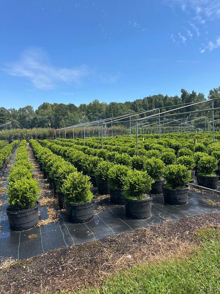 buxus-microphylla-wintergreen-topiary-sphere-globe-littleleaf-boxwood