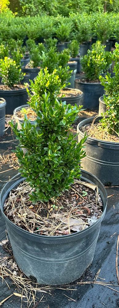 buxus-sempervirens-dee-runk-common-boxwood-american-boxwood