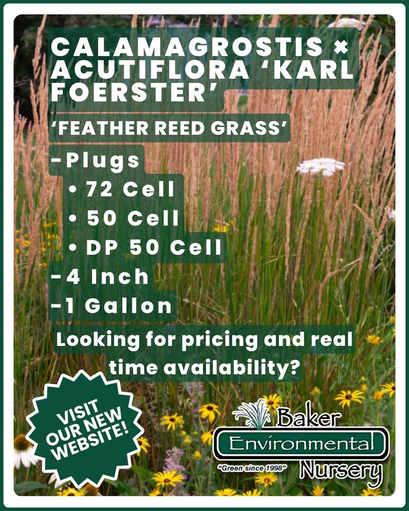 calamagrostis-x-acutiflora-karl-foerster-feather-reed-grass