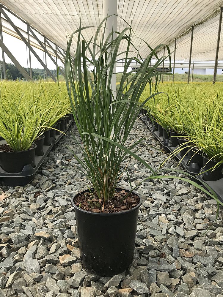 calamagrostis-x-acutiflora-karl-foerster-feather-reed-grass