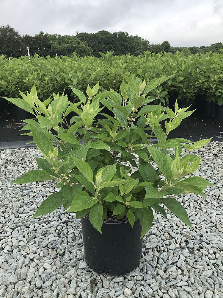 callicarpa-americana-american-beautyberry