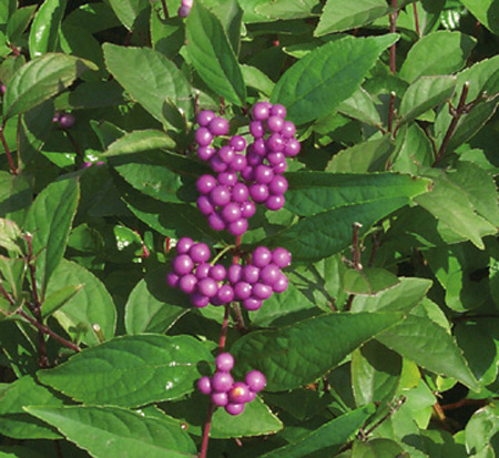 callicarpa-dichotoma-early-amethyst-purple-beautyberry
