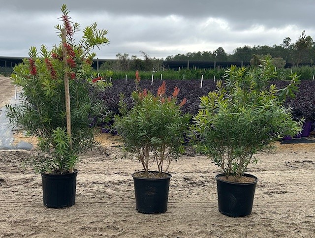 callistemon-red-cluster-bottlebrush