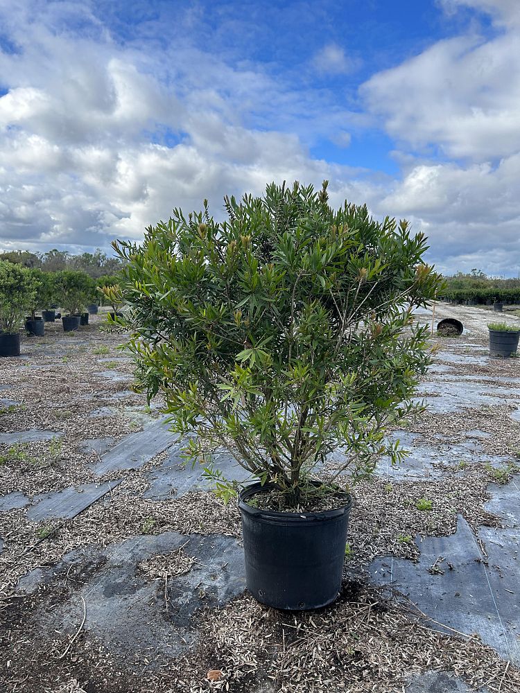 callistemon-red-cluster-bottlebrush