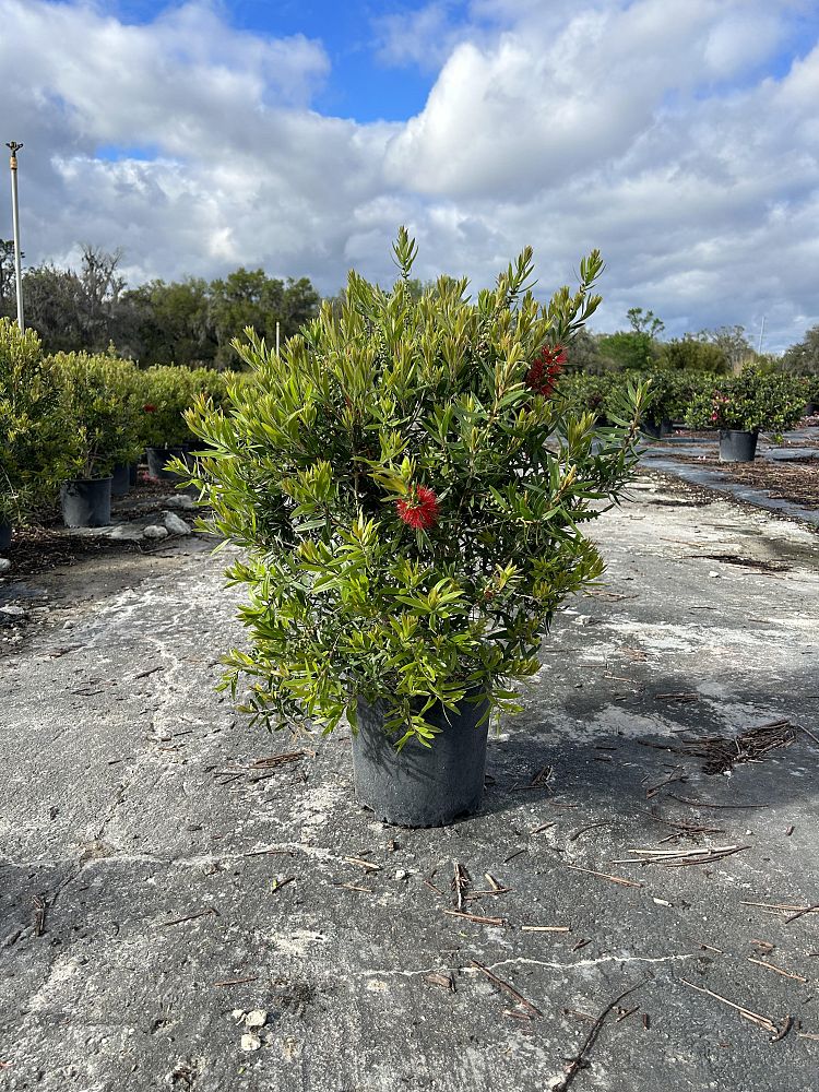 callistemon-red-cluster-bottlebrush