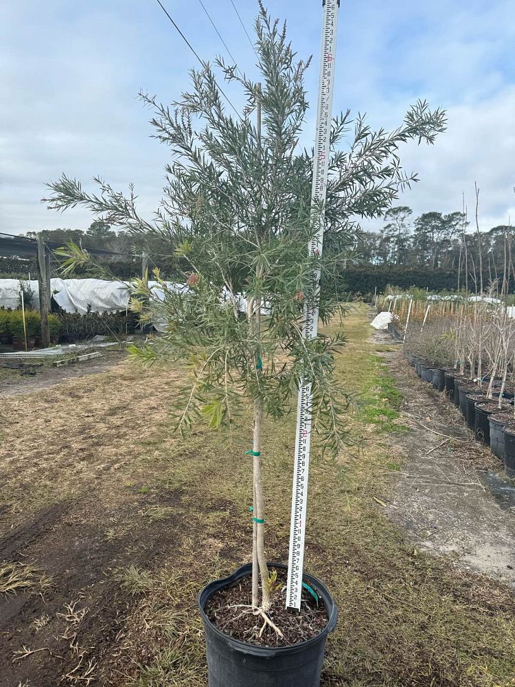 callistemon-viminalis-weeping-bottlebrush