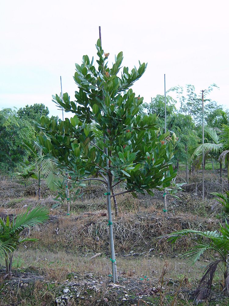 calophyllum-brasiliense-calophyllum-antillanum-brazilian-beautyleaf