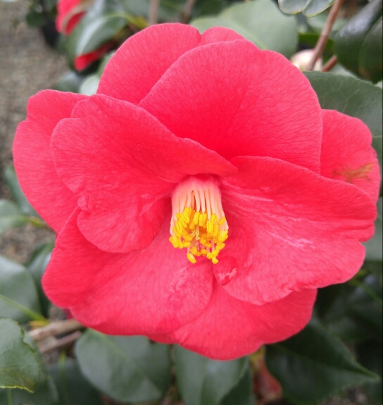 camellia-japonica-flame-japanese-camellia