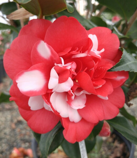 camellia-japonica-governor-mouton-japanese-camellia