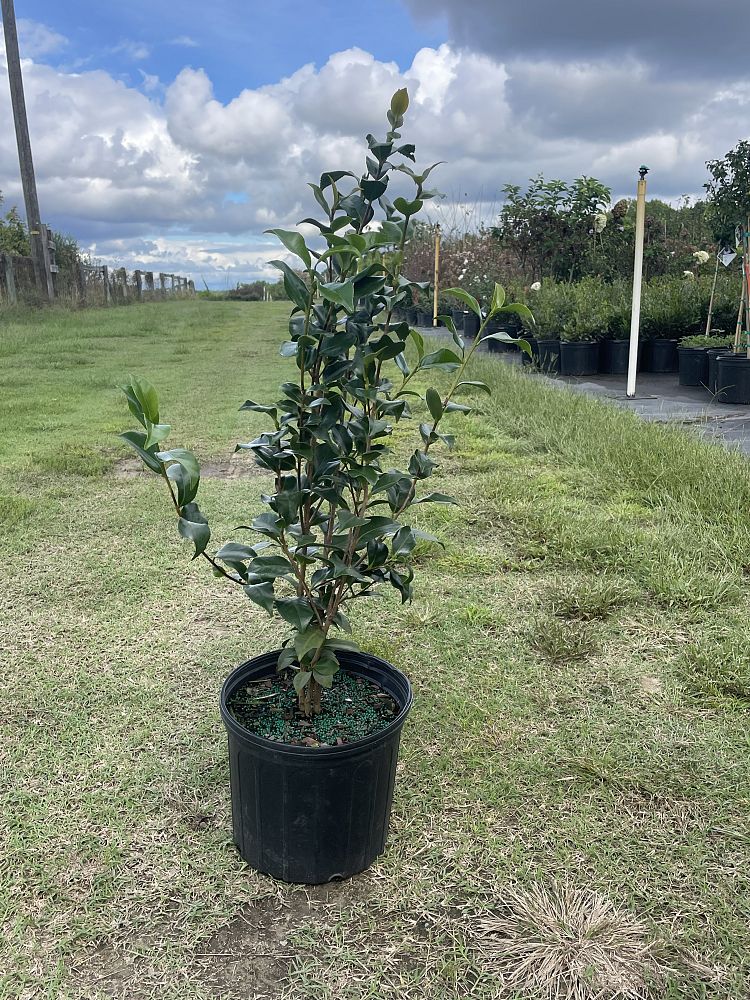 camellia-japonica-greensboro-red-japanese-camellia